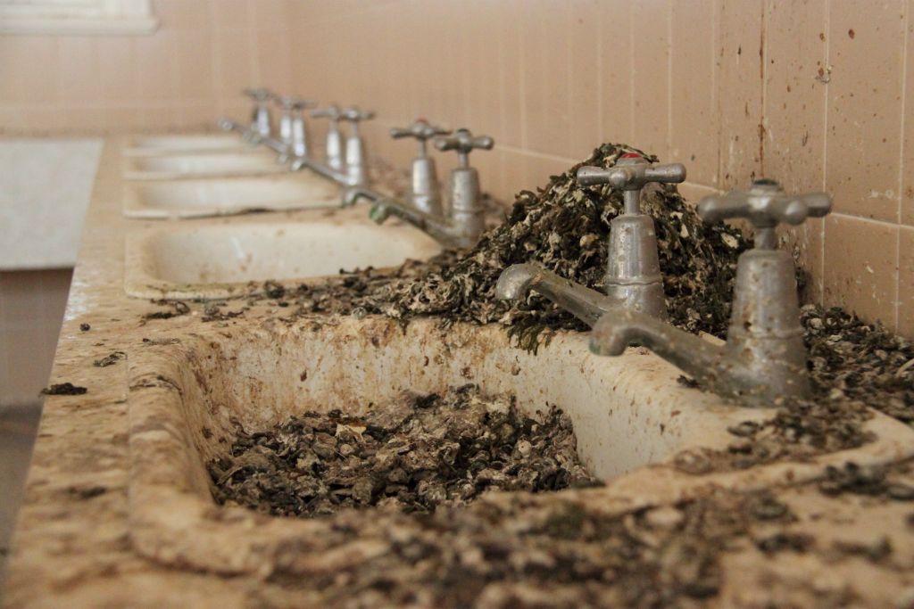 An accumulation of pidgeon poo in abandoned orphanage, Goulburn Australia
